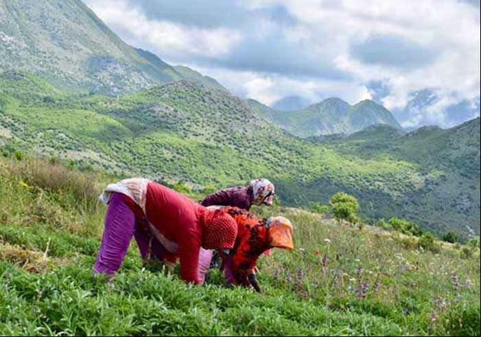 Albanian wild-gathered herbs are sought-after internationally